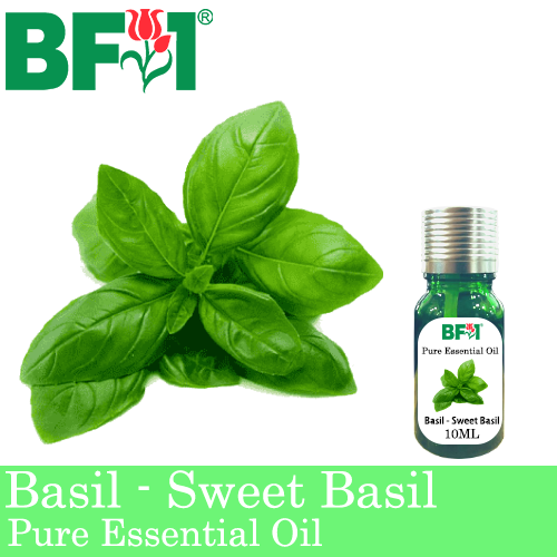 Pure Essential Oil (EO) - Basil - Sweet Basil ( Giant Basil ) Essential Oil - 10ml