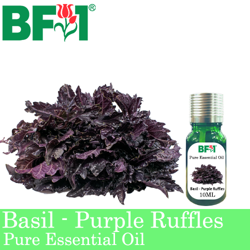 Pure Essential Oil (EO) - Basil - Purple Ruffles Basil Essential Oil - 10ml