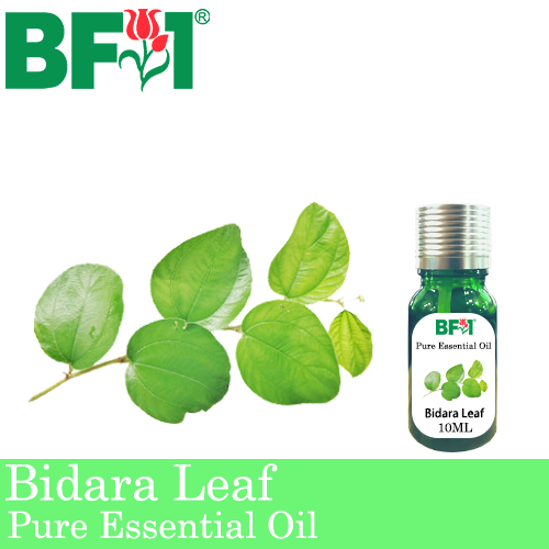 Pure Essential Oil (EO) - Bidara Leaf (Zizyphus Mauritiana ) Essential Oil - 10ml