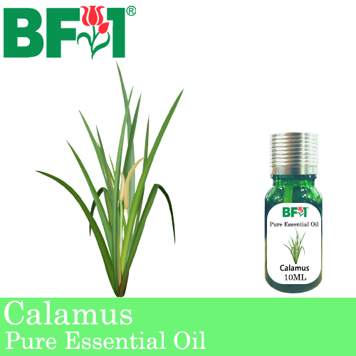Pure Essential Oil (EO) - Calamus Essential Oil - 10ml