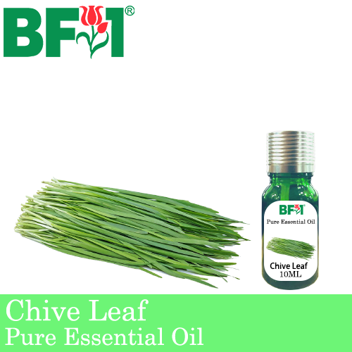 Pure Essential Oil (EO) - Chive Leaf ( Allium schoenoprasum L ) Essential Oil - 10ml