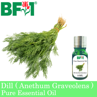 Pure Essential Oil (EO) - Dill ( Anethum Graveolens ) Essential Oil - 10ml