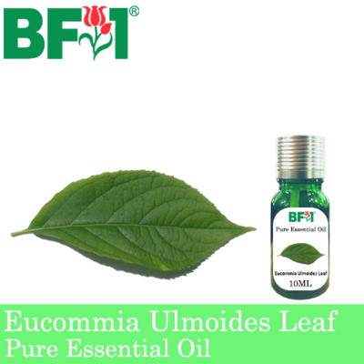 Pure Essential Oil (EO) - Eucommia Ulmoides Leaf Essential Oil - 10ml