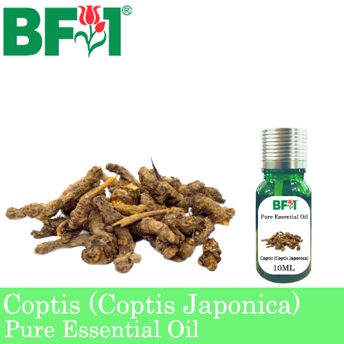 Pure Essential Oil (EO) - Coptis (Coptis Japonica) Essential Oil - 10ml