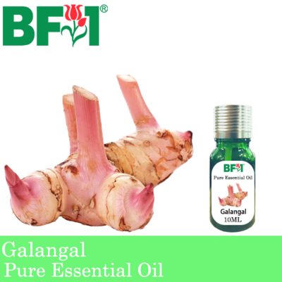 Pure Essential Oil (EO) - Galangal Essential Oil - 10ml