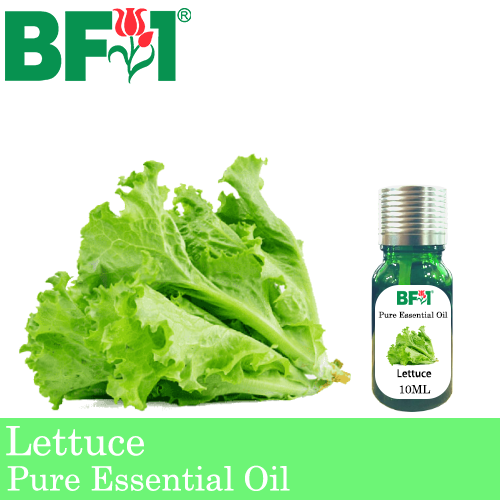 Pure Essential Oil (EO) - Lettuce Essential Oil - 10ml