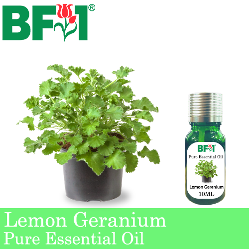 Pure Essential Oil (EO) - Geranium - Lemon Geranium Essential Oil - 10ml