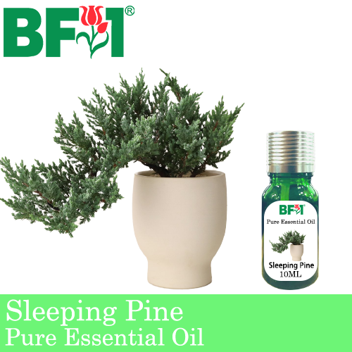 Pure Essential Oil (EO) - Pine - Sleeping Pine Essential Oil - 10ml