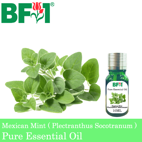 Pure Essential Oil (EO) - Mint - Mexican Mint ( Plectranthus Socotranum ) Essential Oil - 10ml