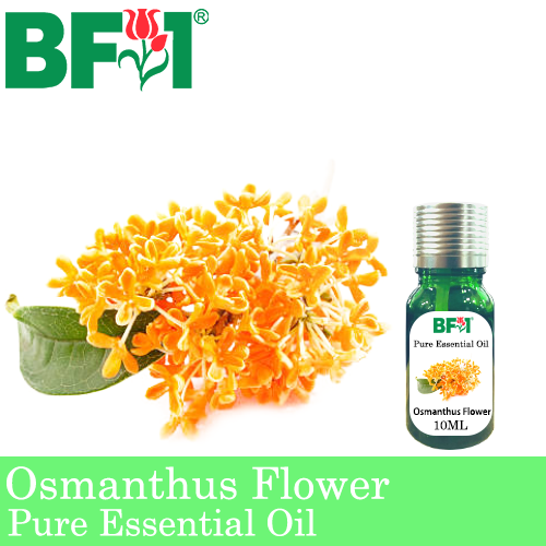 Pure Essential Oil (EO) - Osmanthus Flower Essential Oil - 10ml