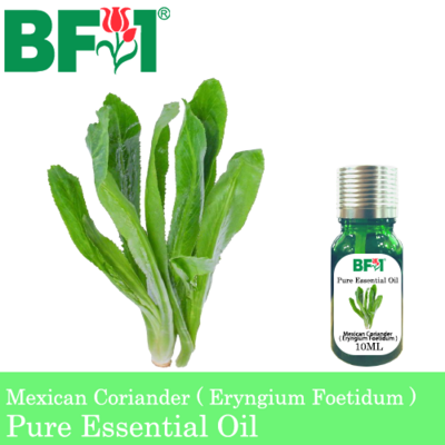 Pure Essential Oil (EO) - Mexican Coriander ( Eryngium Foetidum ) Essential Oil - 10ml