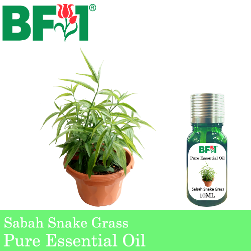 Pure Essential Oil (EO) - Sabah Snake Grass Essential Oil - 10ml
