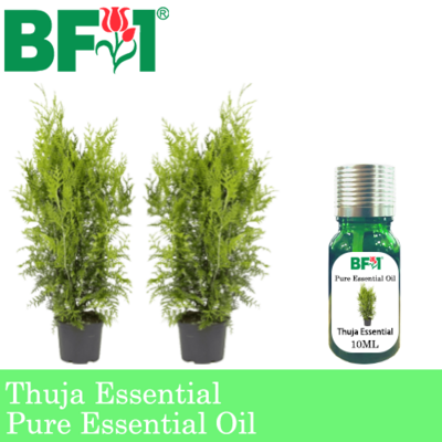 Pure Essential Oil (EO) - Thuja Essential Oil - 10ml
