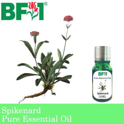 Pure Essential Oil (EO) - Spikenard Essential Oil - 10ml