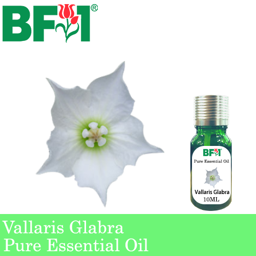 Pure Essential Oil (EO) - Vallaris Glabra Essential Oil - 10ml