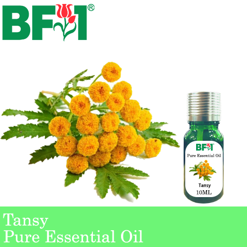 Pure Essential Oil (EO) - Tansy Essential Oil - 10ml