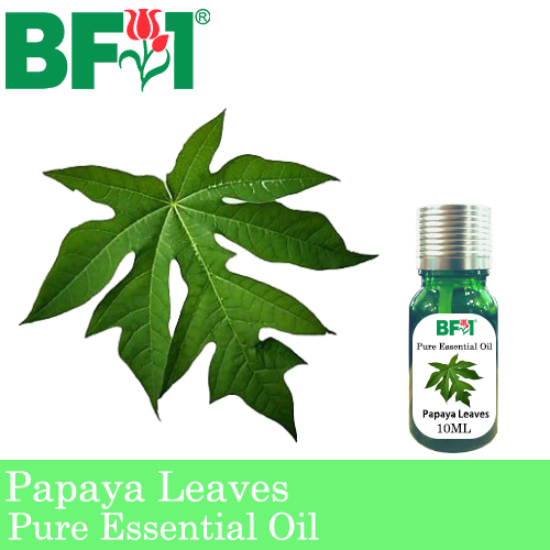 Pure Essential Oil (EO) - Papaya Leaves Essential Oil - 10ml