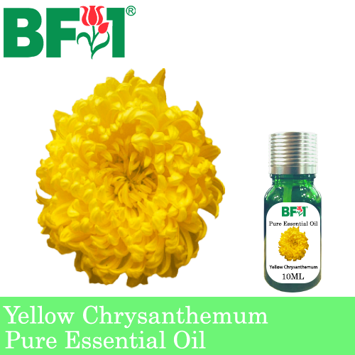 Pure Essential Oil (EO) - Chrysanthemum - Yellow Chrysanthemum Essential Oil - 10ml