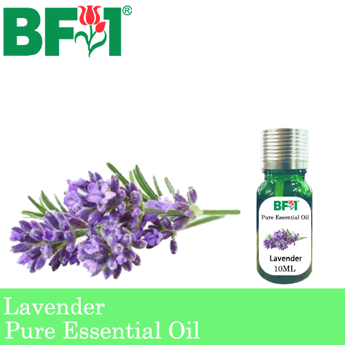 Pure Essential Oil (EO) - Lavender Essential Oil - 10ml