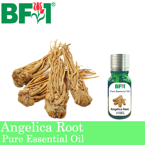 Pure Essential Oil (EO) - Angelica Root Essential Oil - 10ml