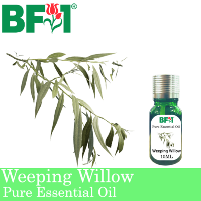 Pure Essential Oil (EO) - Weeping Willow Essential Oil - 10ml