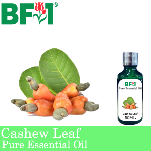 Pure Essential Oil (EO) - Cashew Leaf ( Anacardium Occidentale ) Essential Oil - 50ml