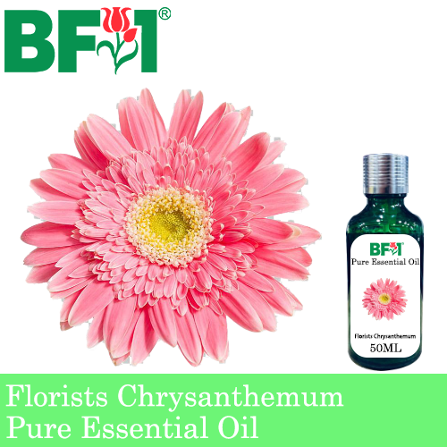 Pure Essential Oil (EO) - Chrysanthemum - Florists Chrysanthemum Essential Oil - 50ml
