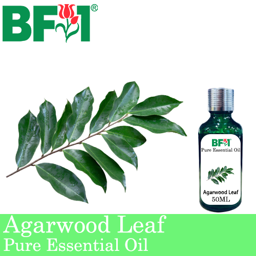 Pure Essential Oil (EO) - Agarwood Leaf Essential Oil - 50ml