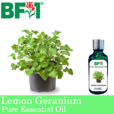 Pure Essential Oil (EO) - Geranium - Lemon Geranium Essential Oil - 50ml