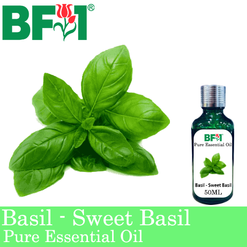 Pure Essential Oil (EO) - Basil - Sweet Basil ( Giant Basil ) Essential Oil - 50ml