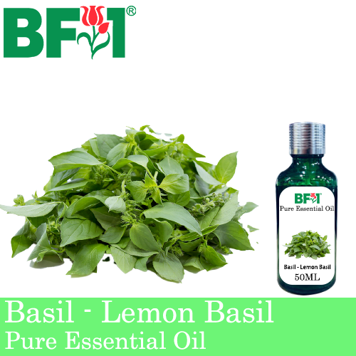Pure Essential Oil (EO) - Basil - Lemon Basil ( Citriodorum Basil ) Essential Oil - 50ml