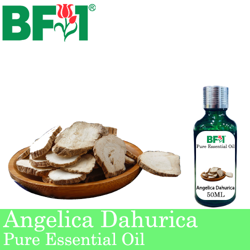 Pure Essential Oil (EO) - Angelica Dahurica Essential Oil - 50ml