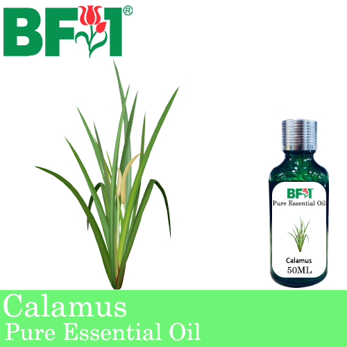 Pure Essential Oil (EO) - Calamus Essential Oil - 50ml