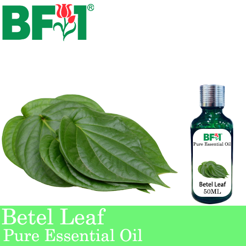Pure Essential Oil (EO) - Betel Leaf ( Daun Sireh ) Essential Oil - 50ml