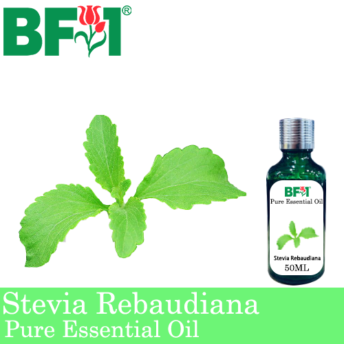 Pure Essential Oil (EO) - Stevia ( Stevia Rebaudiana ) Essential Oil - 50ml