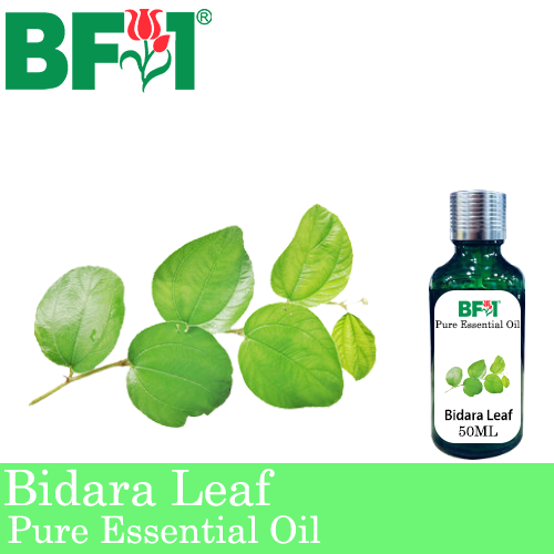 Pure Essential Oil (EO) - Bidara Leaf (Zizyphus Mauritiana ) Essential Oil - 50ml