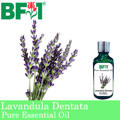 Pure Essential Oil (EO) - Lavandula Dentata Essential Oil - 50ml