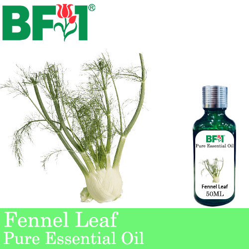 Pure Essential Oil (EO) - Fennel Leaf Essential Oil - 50ml