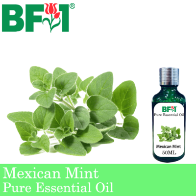 Pure Essential Oil (EO) - Mint - Mexican Mint ( Plectranthus Socotranum ) Essential Oil - 50ml