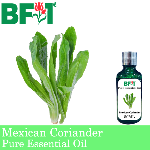Pure Essential Oil (EO) - Mexican Coriander ( Eryngium Foetidum ) Essential Oil - 50ml