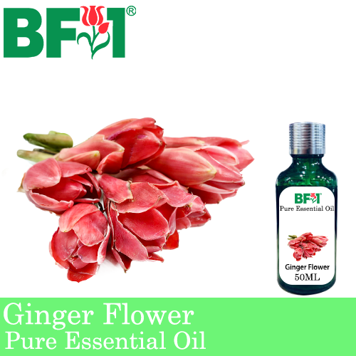 Pure Essential Oil (EO) - Ginger Flower Essential Oil - 50ml