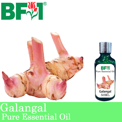 Pure Essential Oil (EO) - Galangal Essential Oil - 50ml