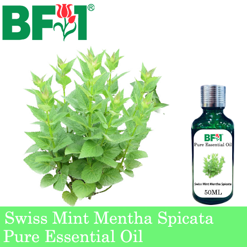 Pure Essential Oil (EO) - Mint - Swiss Mint ( Mentha Spicata ) Essential Oil - 50ml