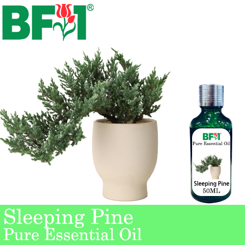 Pure Essential Oil (EO) - Pine - Sleeping Pine Essential Oil - 50ml