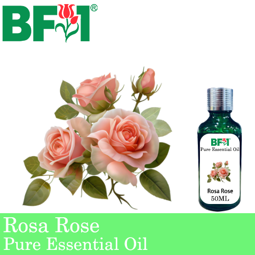 Pure Essential Oil (EO) - Rose - Rosa Rose Essential Oil - 50ml