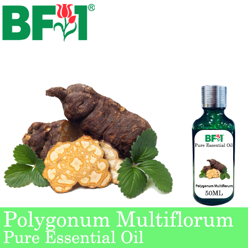 Pure Essential Oil (EO) - Polygonum Multiflorum Essential Oil - 50ml