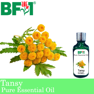 Pure Essential Oil (EO) - Tansy Essential Oil - 50ml