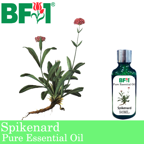 Pure Essential Oil (EO) - Spikenard Essential Oil - 50ml