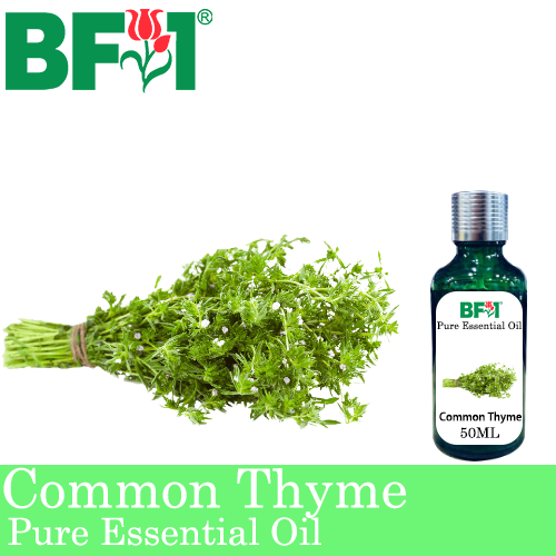 Pure Essential Oil (EO) - Thyme ( Common Thyme ) Essential Oil - 50ml