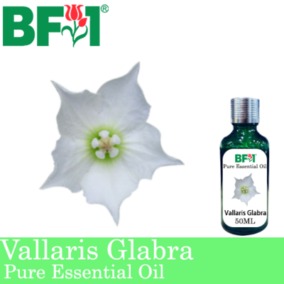 Pure Essential Oil (EO) - Vallaris Glabra Essential Oil - 50ml